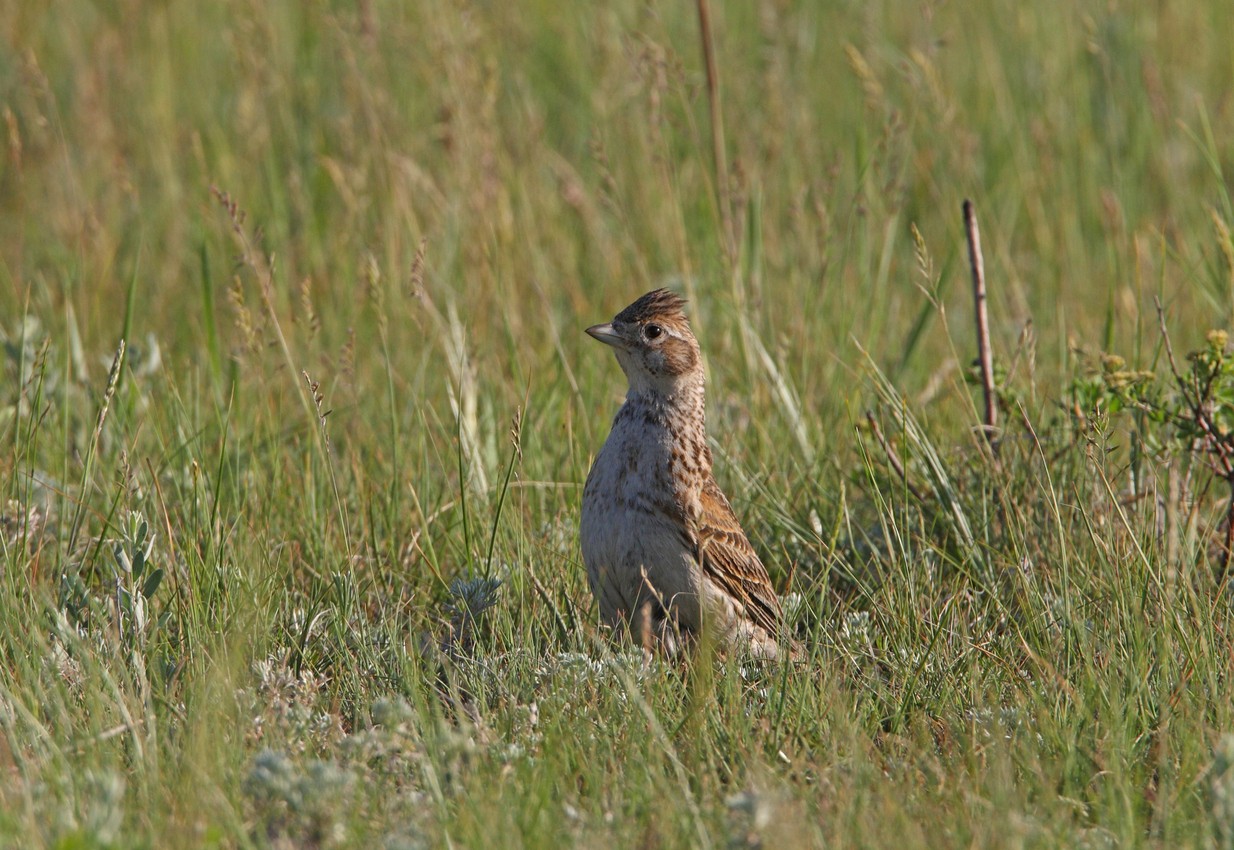 White-winged Lark (Alauda leucoptera)