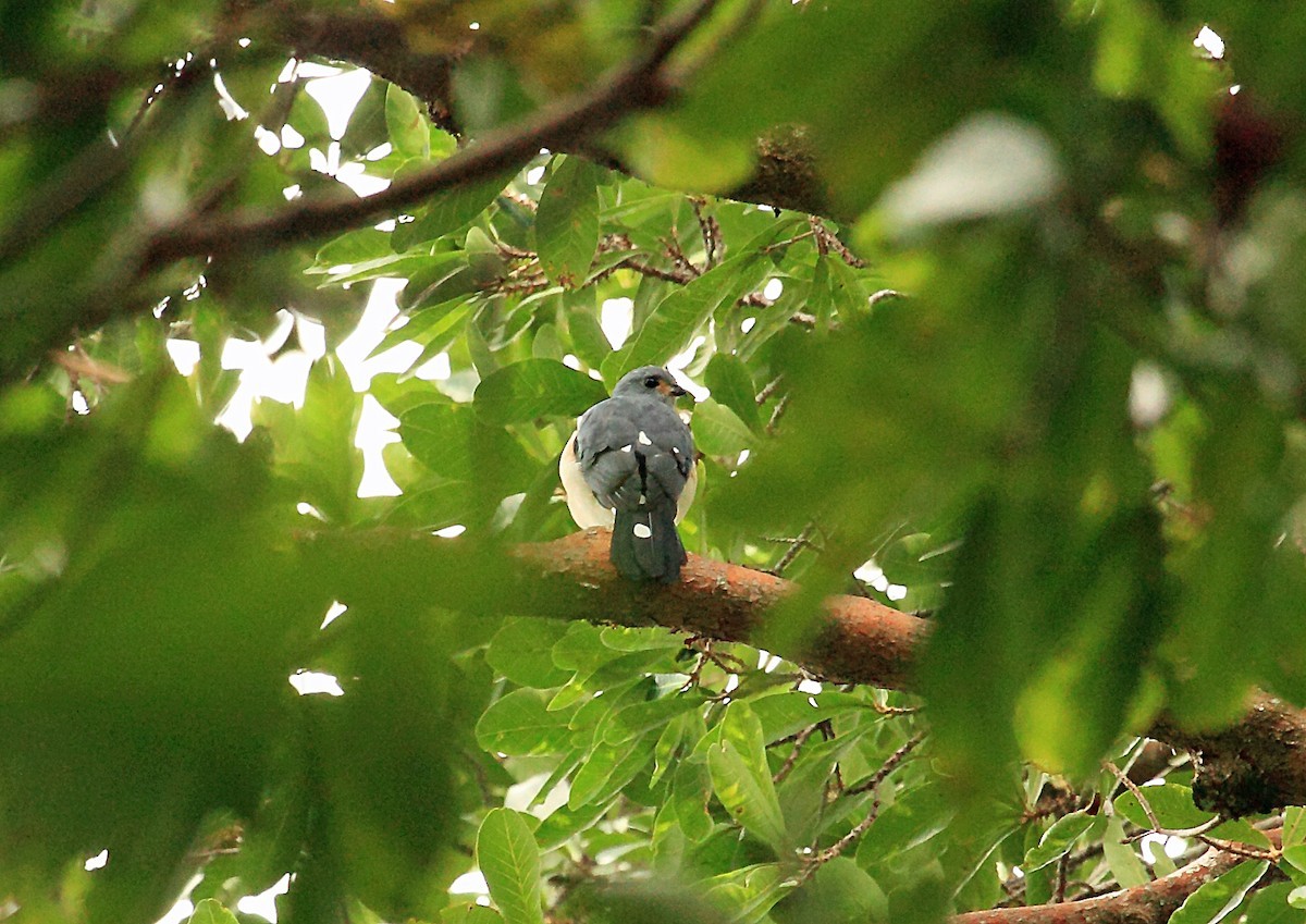 Vlekstaartsperwer (Accipiter trinotatus)