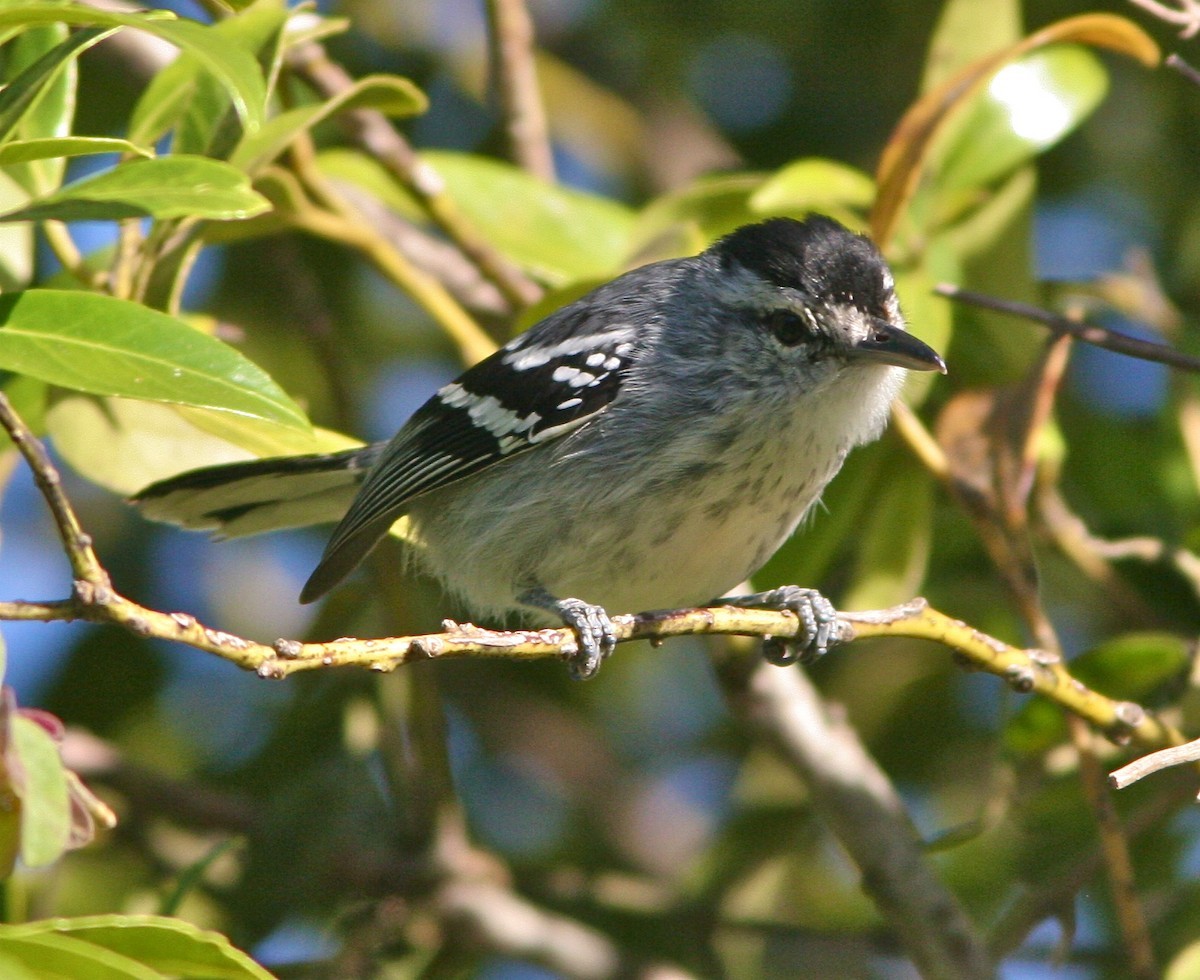 Scricciolo formichiero beccogrosso (Herpsilochmus longirostris)