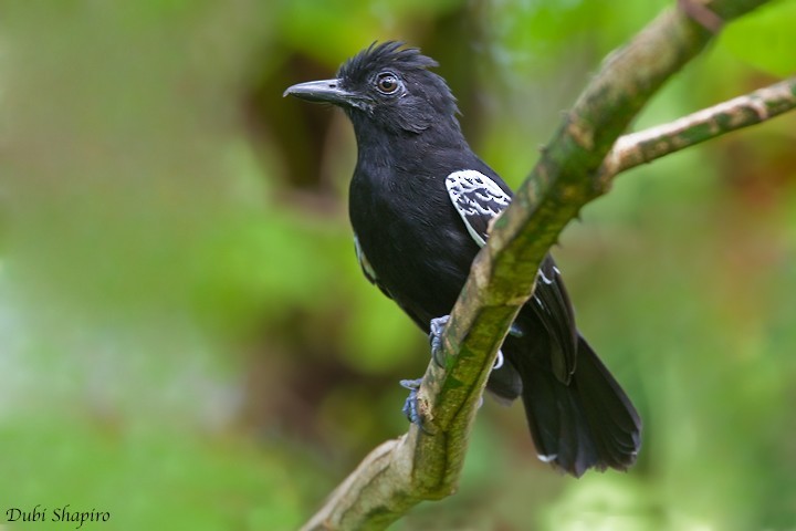 Castelnaus Mierklauwier (Thamnophilus cryptoleucus)