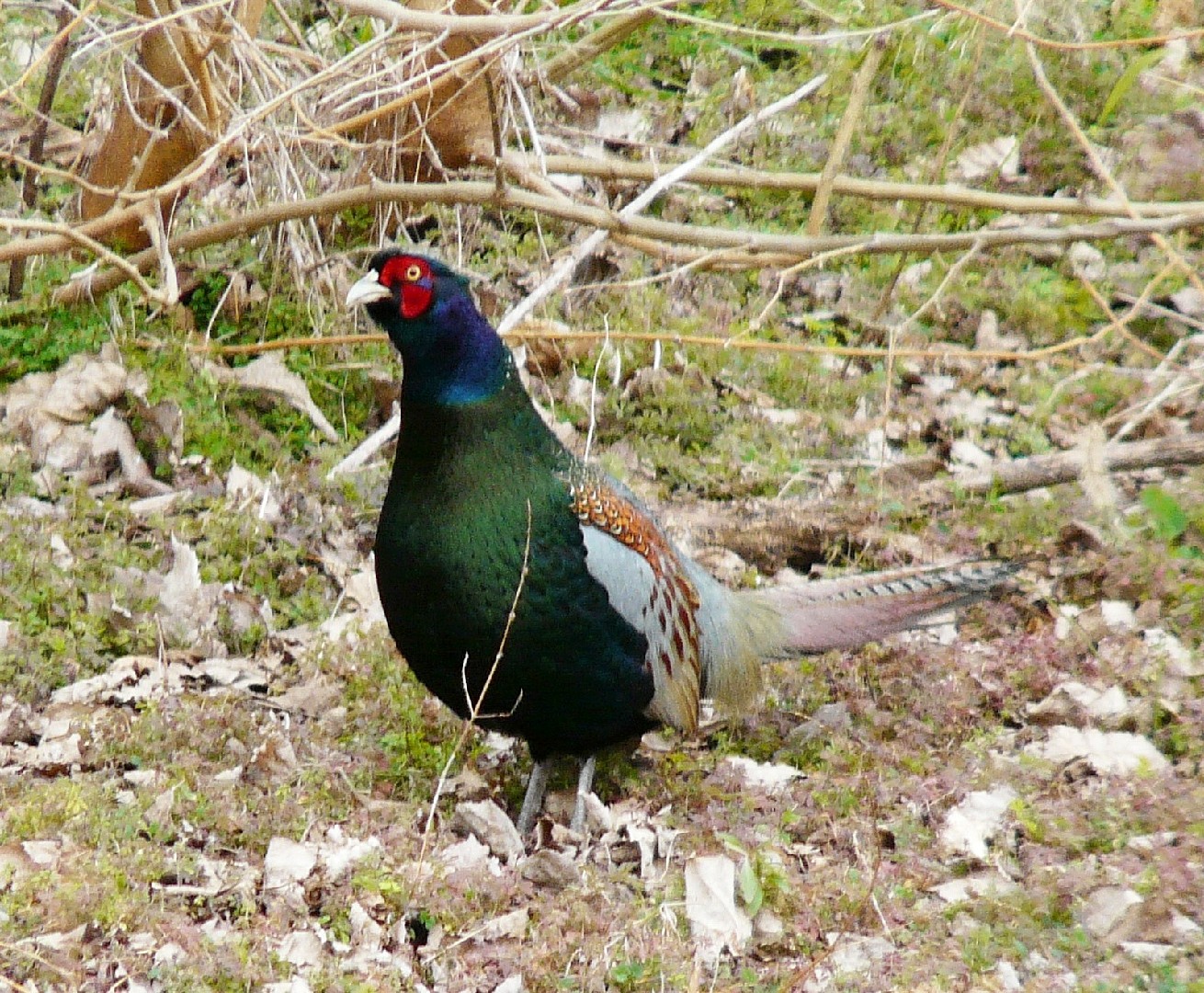 Green Pheasant (Phasianus versicolor)