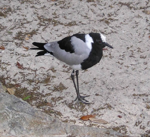 Blacksmith Lapwing (Vanellus armatus)