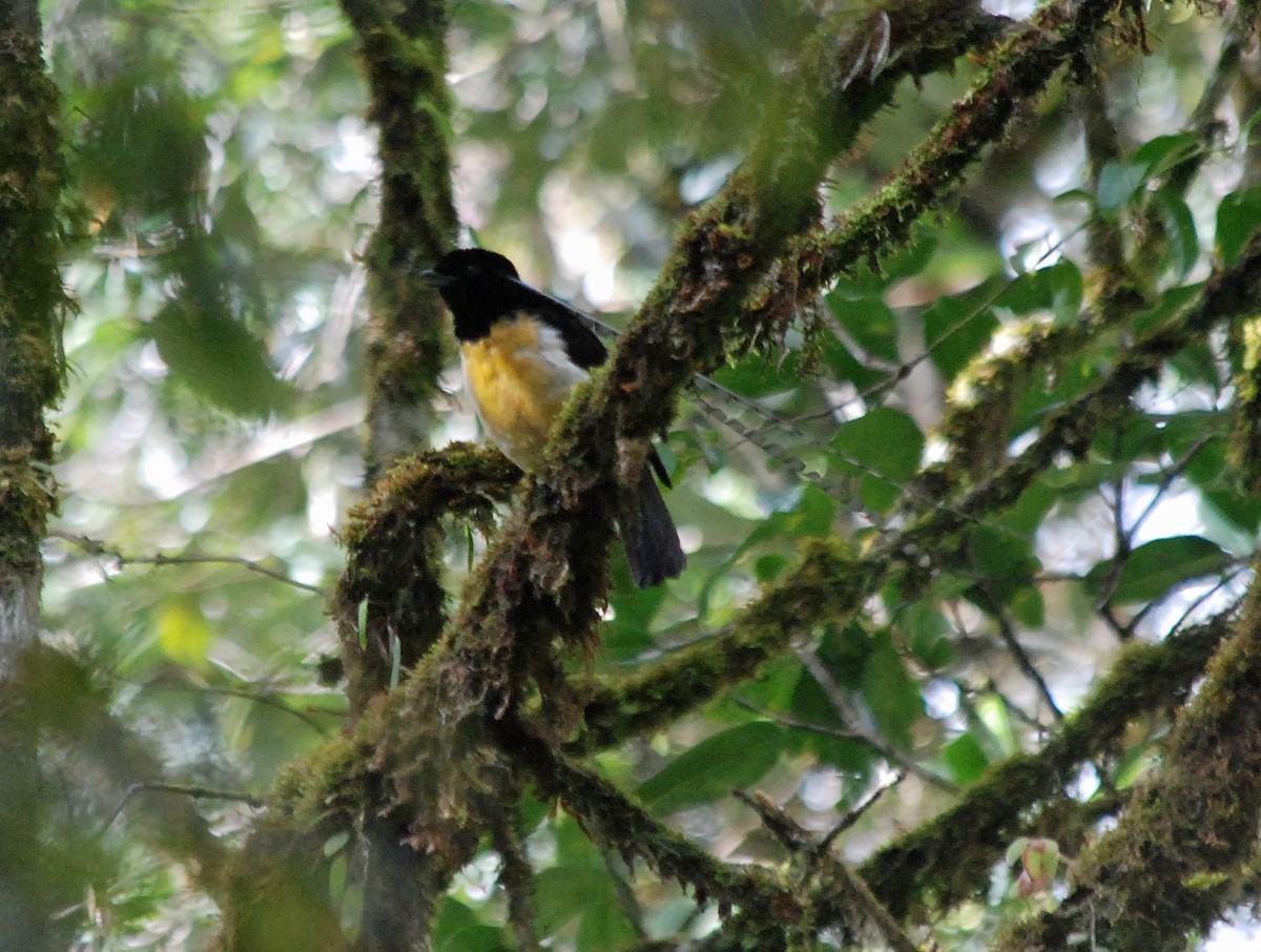 Ave-do-paraíso-embandeirada (Pteridophora alberti)