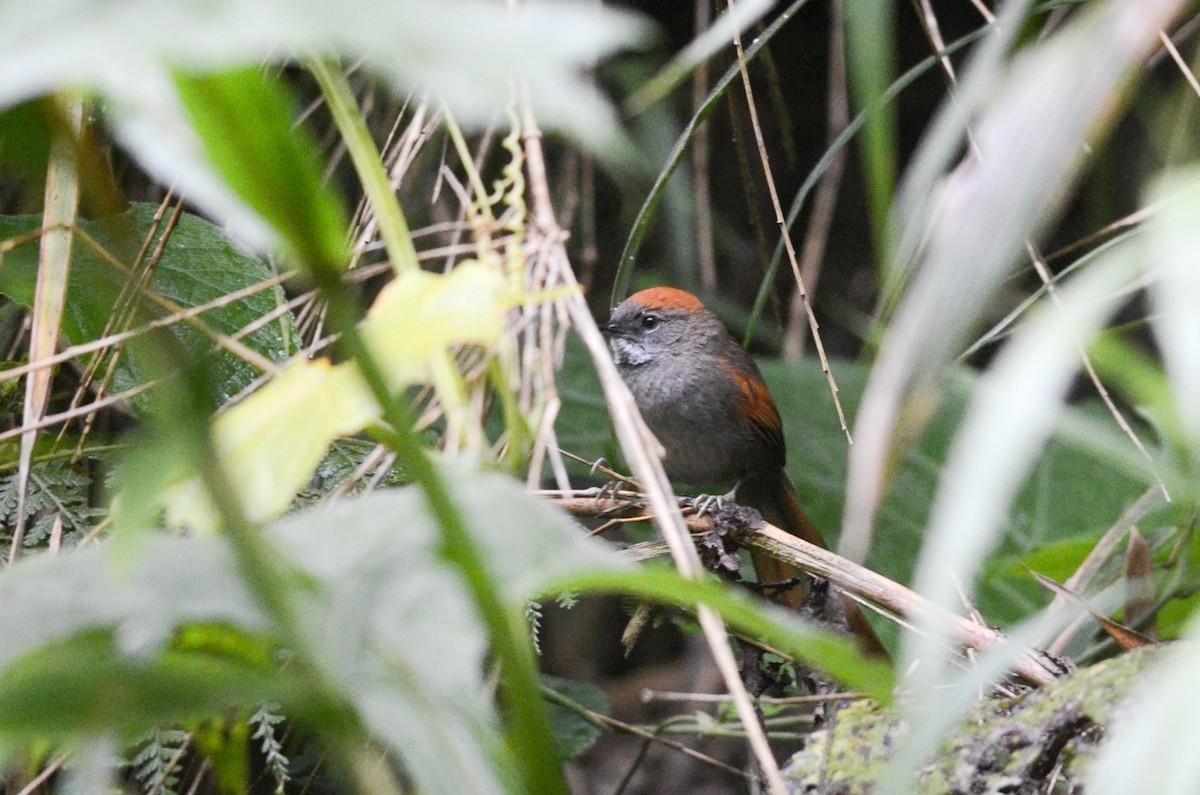 Slaty Spinetail (Synallaxis brachyura)