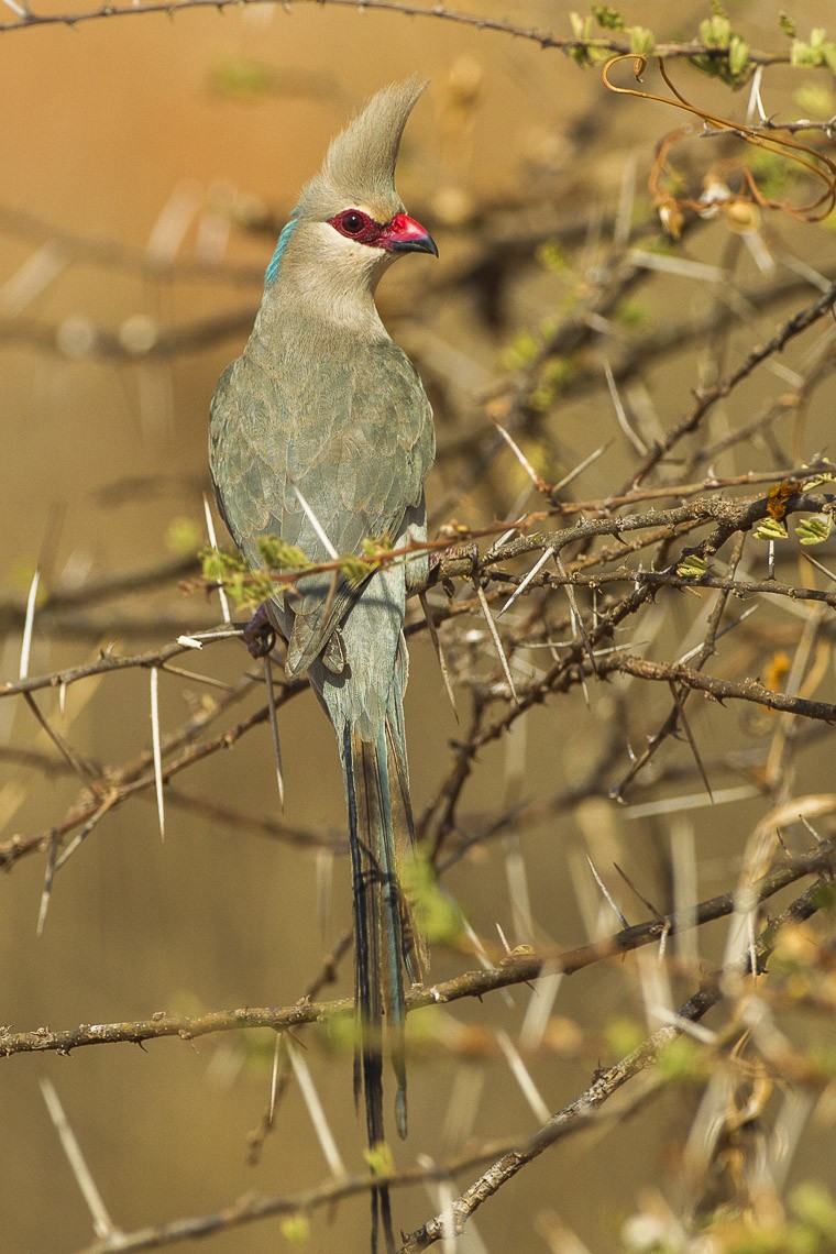 Red-billed Mousebirds (Urocolius)
