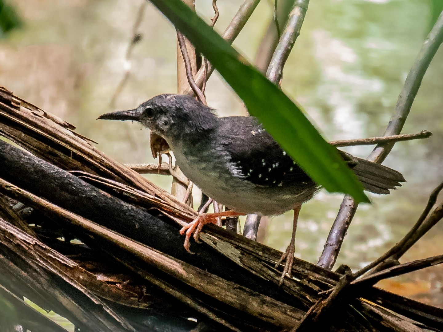 Silvered Antbird (Sclateria naevia)