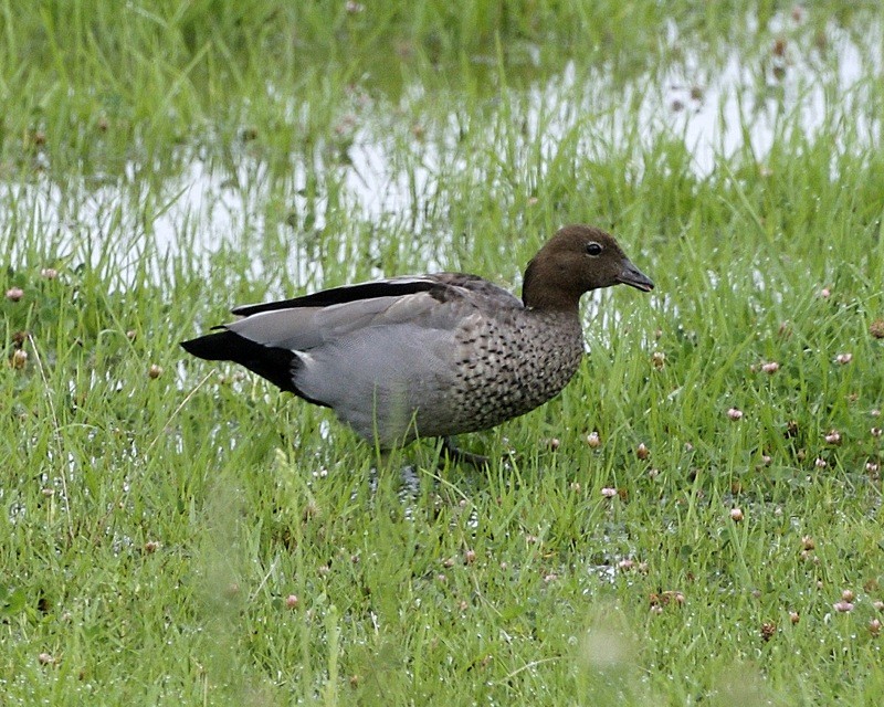 Chenonetta jubata (Chenonetta jubata)