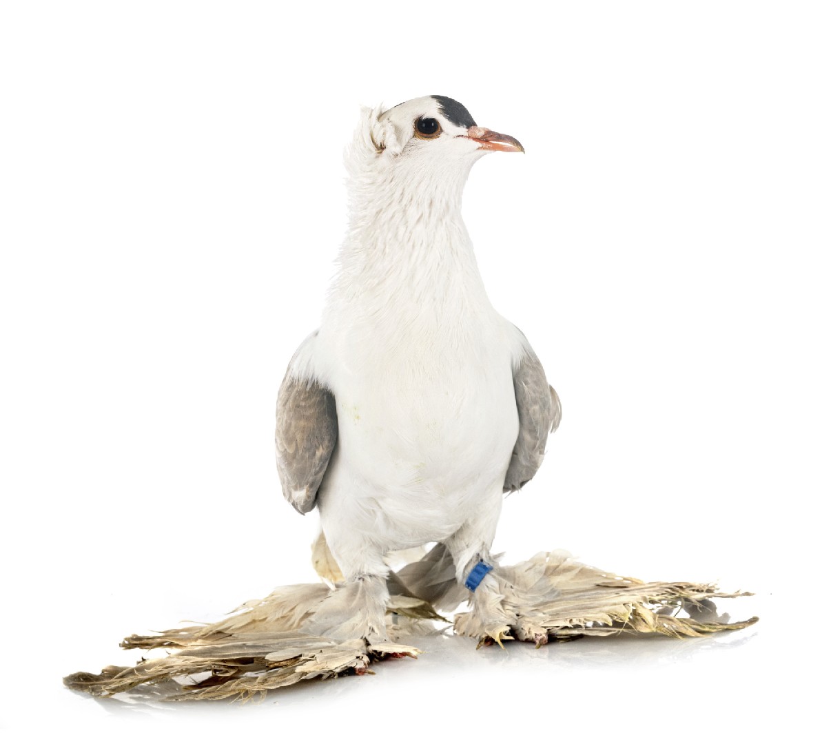 Columba livia domesticus 'Saxon Shield' (Columba livia domesticus 'Saxon Shield')