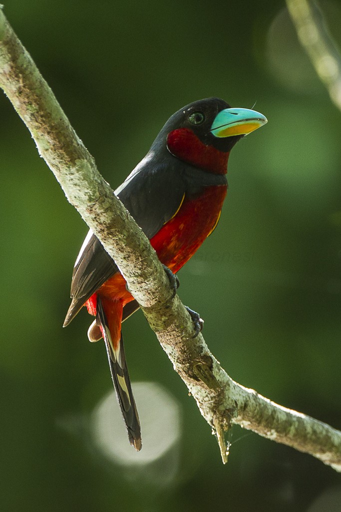 Karminbreitrachen (Cymbirhynchus macrorhynchos)