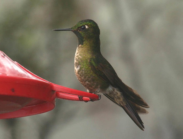 Smaragdkehl-Glanzschwänzchen (Metallura tyrianthina)
