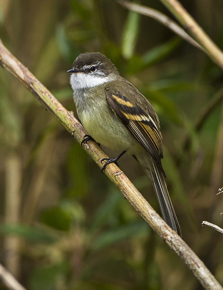 andean Tyrannulets (Mecocerculus)