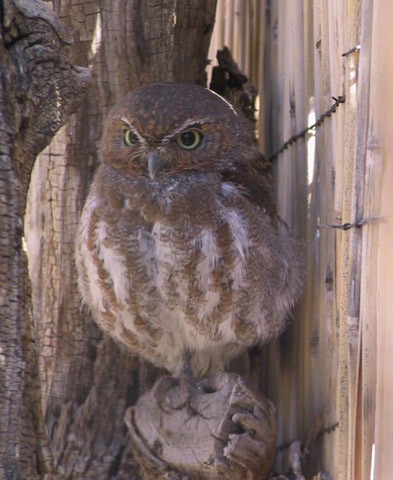 Elf Owls (Micrathene)