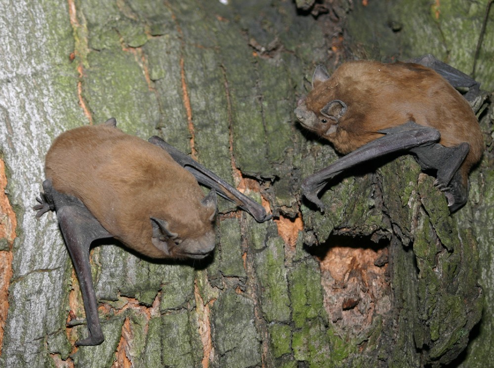 Noctule bats (Nyctalus)