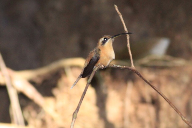 Ermitaño gorjiestriado (Phaethornis striigularis)