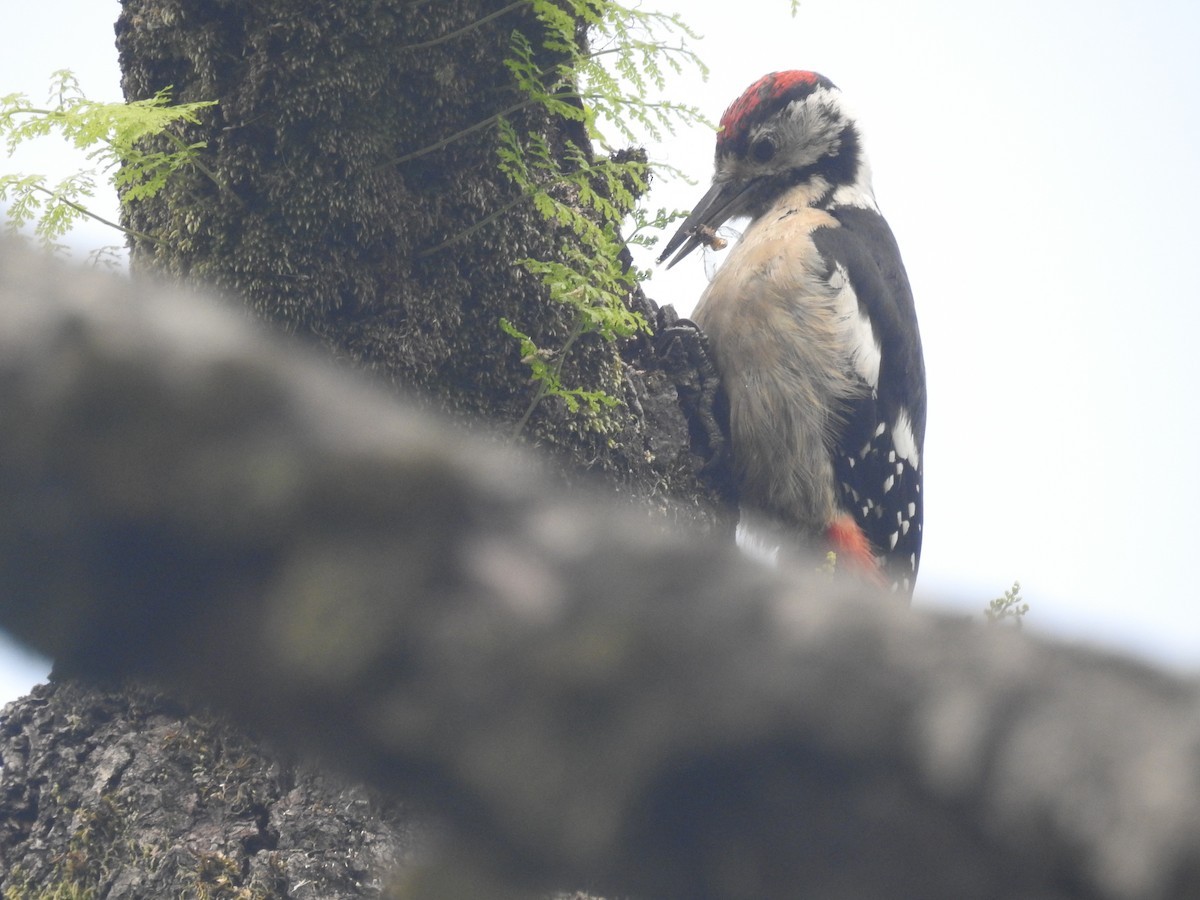ヒマラヤアカゲラ (Dendrocopos himalayensis)