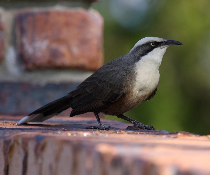 Сероголовая шилоклювая тимелия (Pomatostomus temporalis)