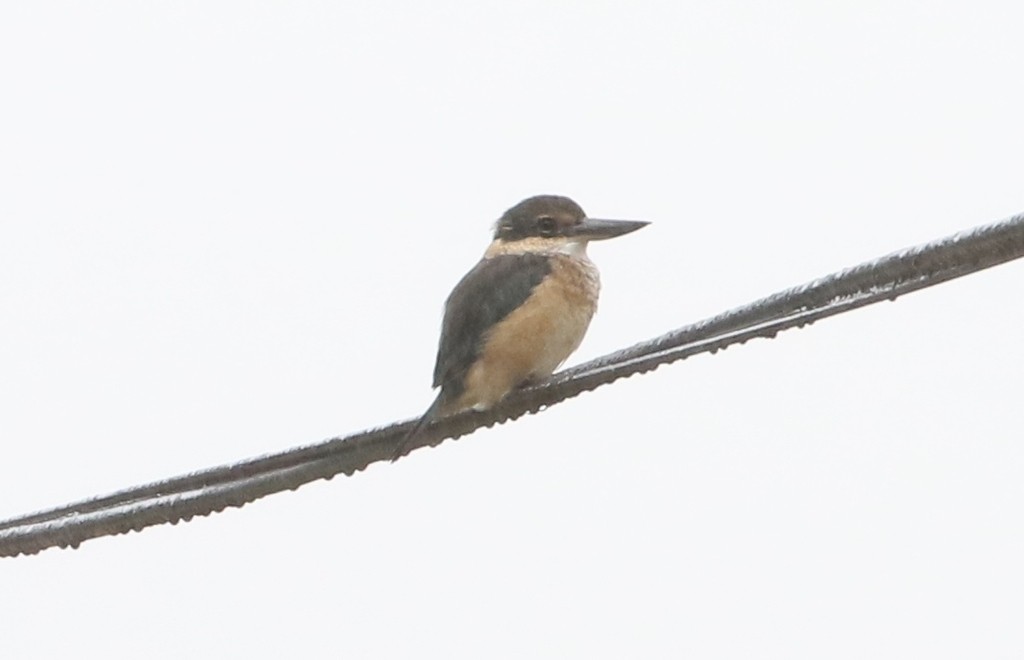 New Zealand Sacred Kingfisher (Todiramphus sanctus vagans)