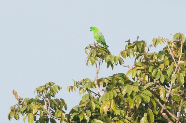 Racquet-tails (Prioniturus)