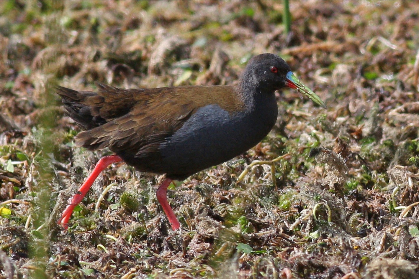 Râle à bec ensanglanté (Pardirallus sanguinolentus)