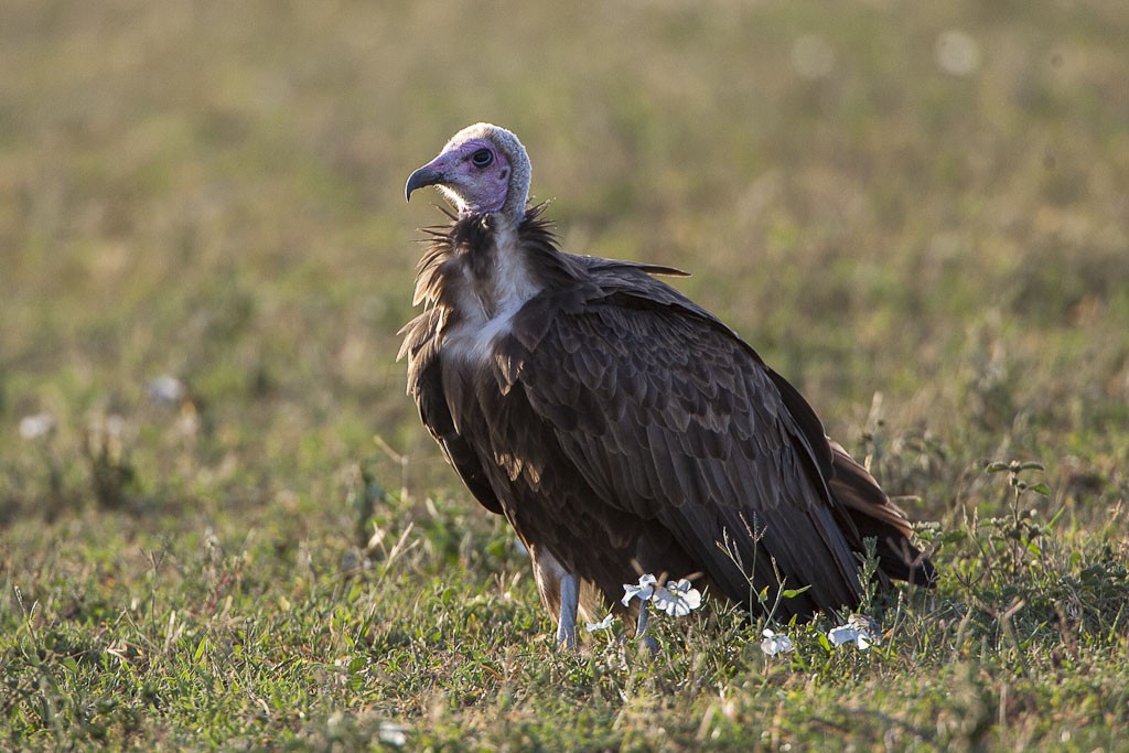 Hooded Vulture (Necrosyrtes)