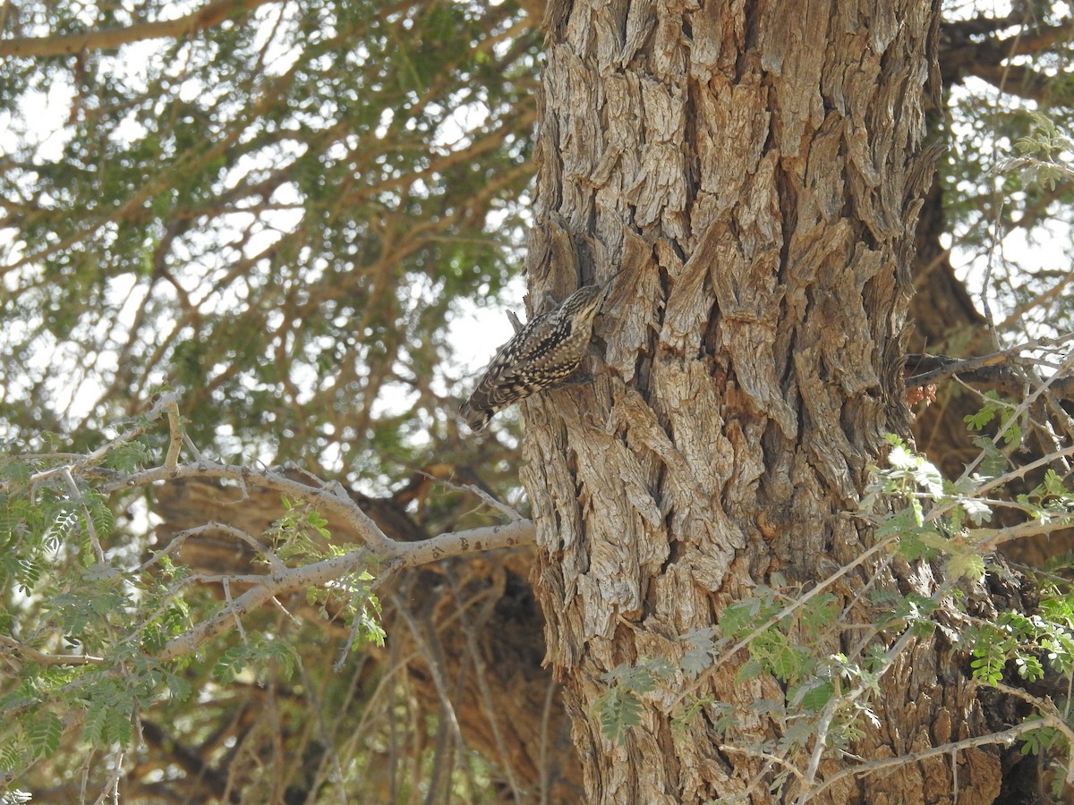 Salpornis spilonota (Salpornis spilonota)