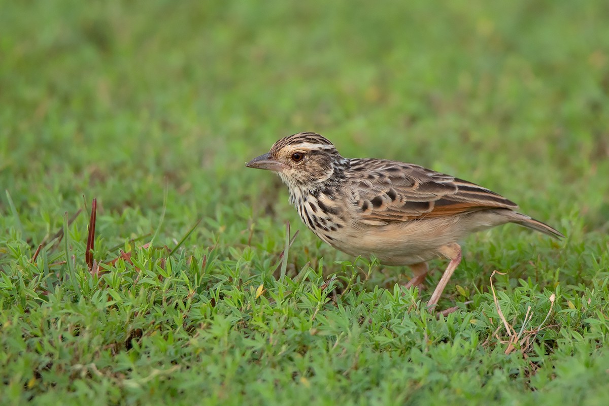 Indochinese Bushlark (Mirafra erythrocephala)