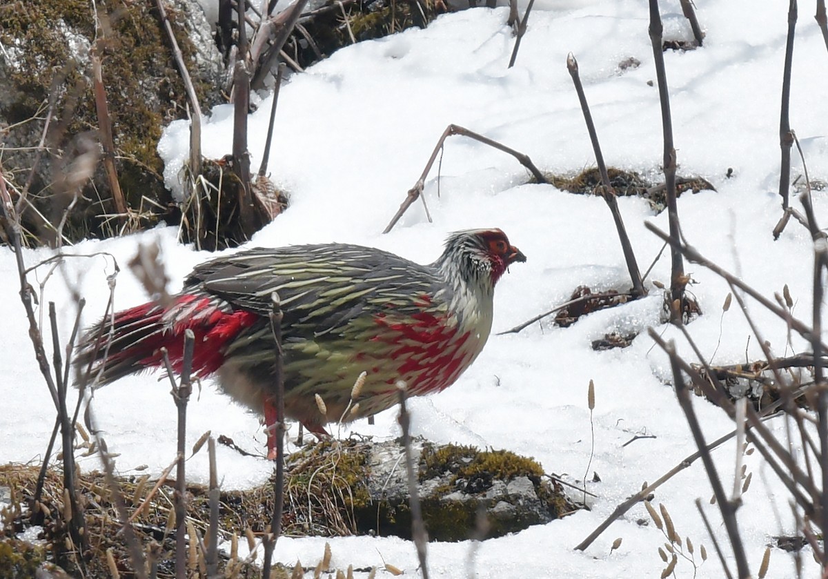 Blood Pheasant (Ithaginis)