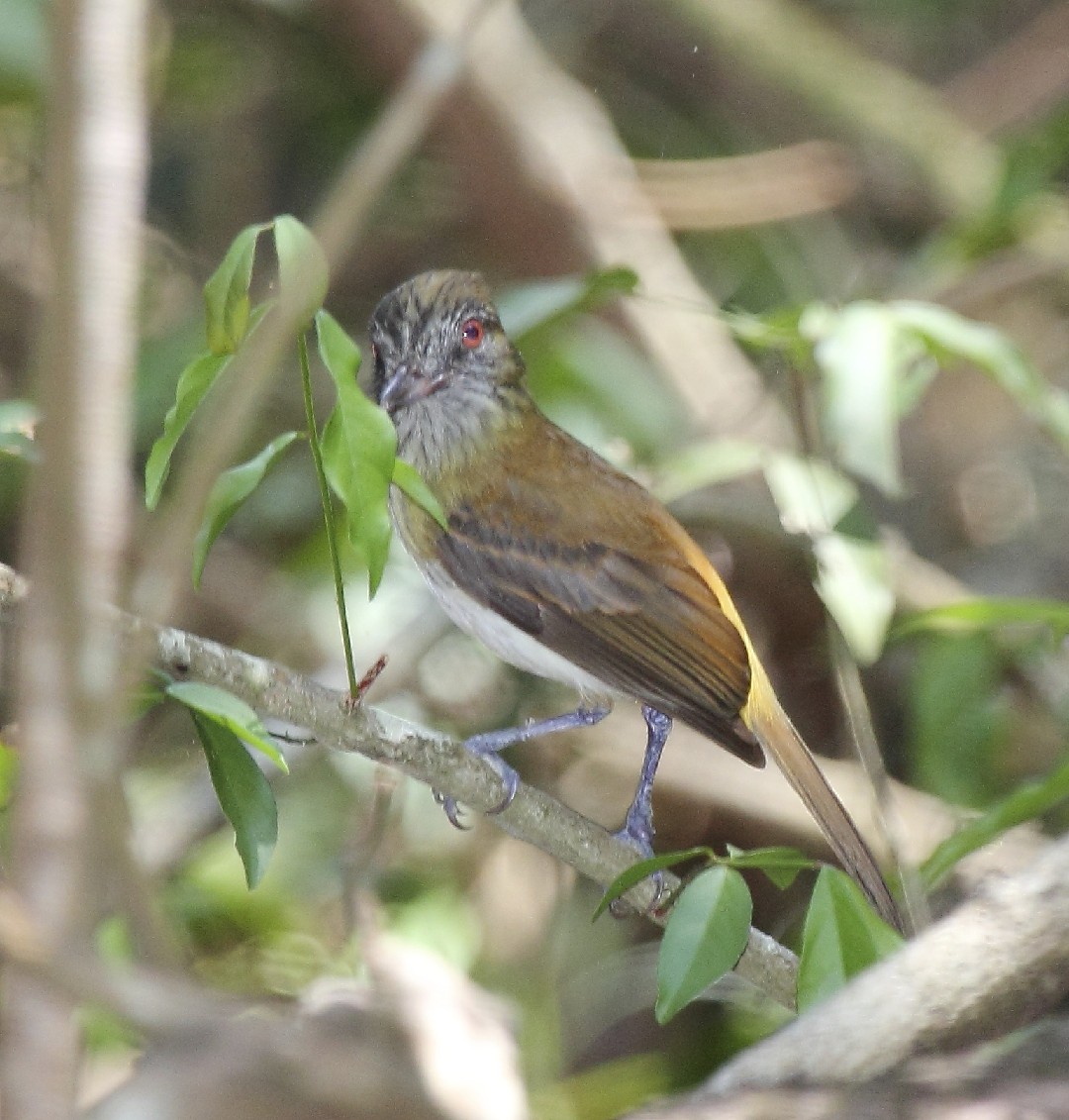 Gelbbürzel-Attilatyrann (Attila spadiceus)