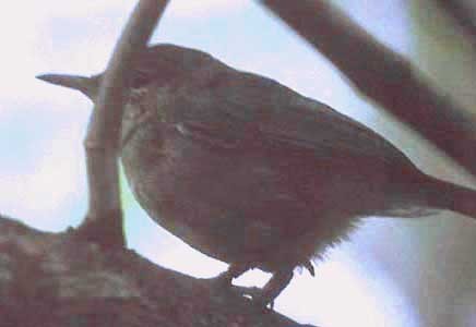 Carricero de Seychelles (Acrocephalus sechellensis)