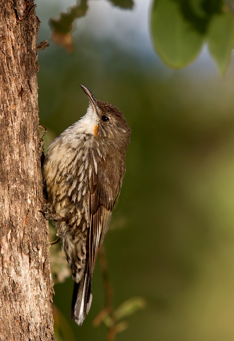 White-throated and Papuan Treecreepers (Cormobates)