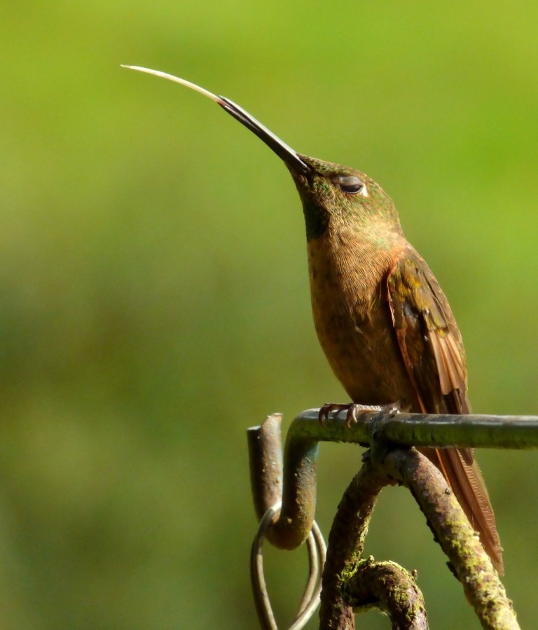 Braunbauch-Brillantkolibri (Heliodoxa rubinoides)