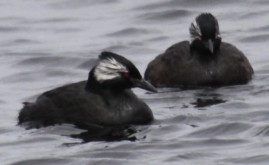 White-tufted and Titicaca Grebes (Rollandia)