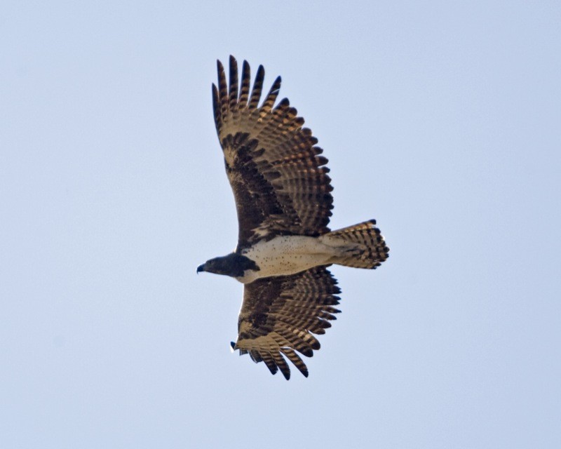 Eagle (Polemaetus)