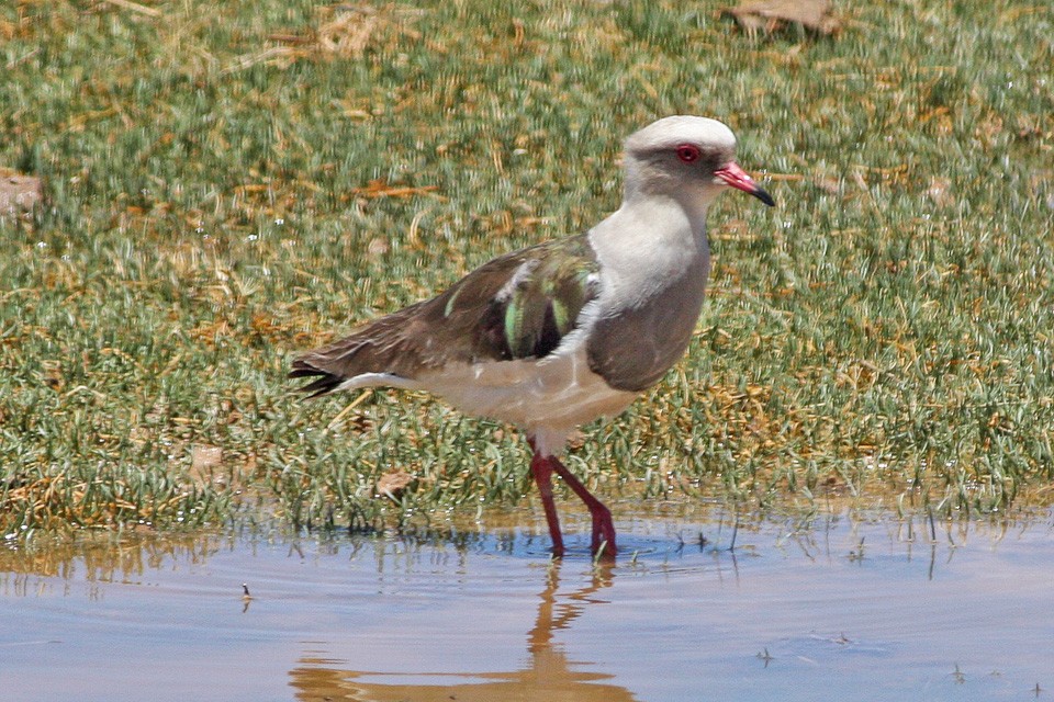 Avefría andina (Vanellus resplendens)