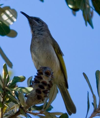 Brown Honeyeaters and Allies (Lichmera)