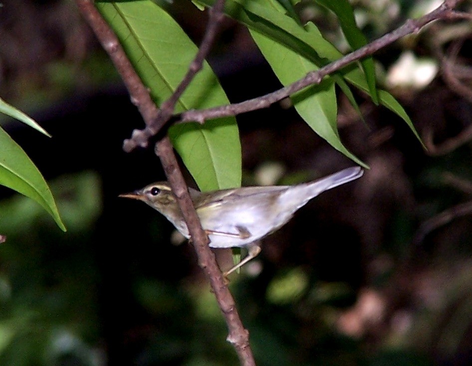 Pouillot boréal (Phylloscopus borealis)