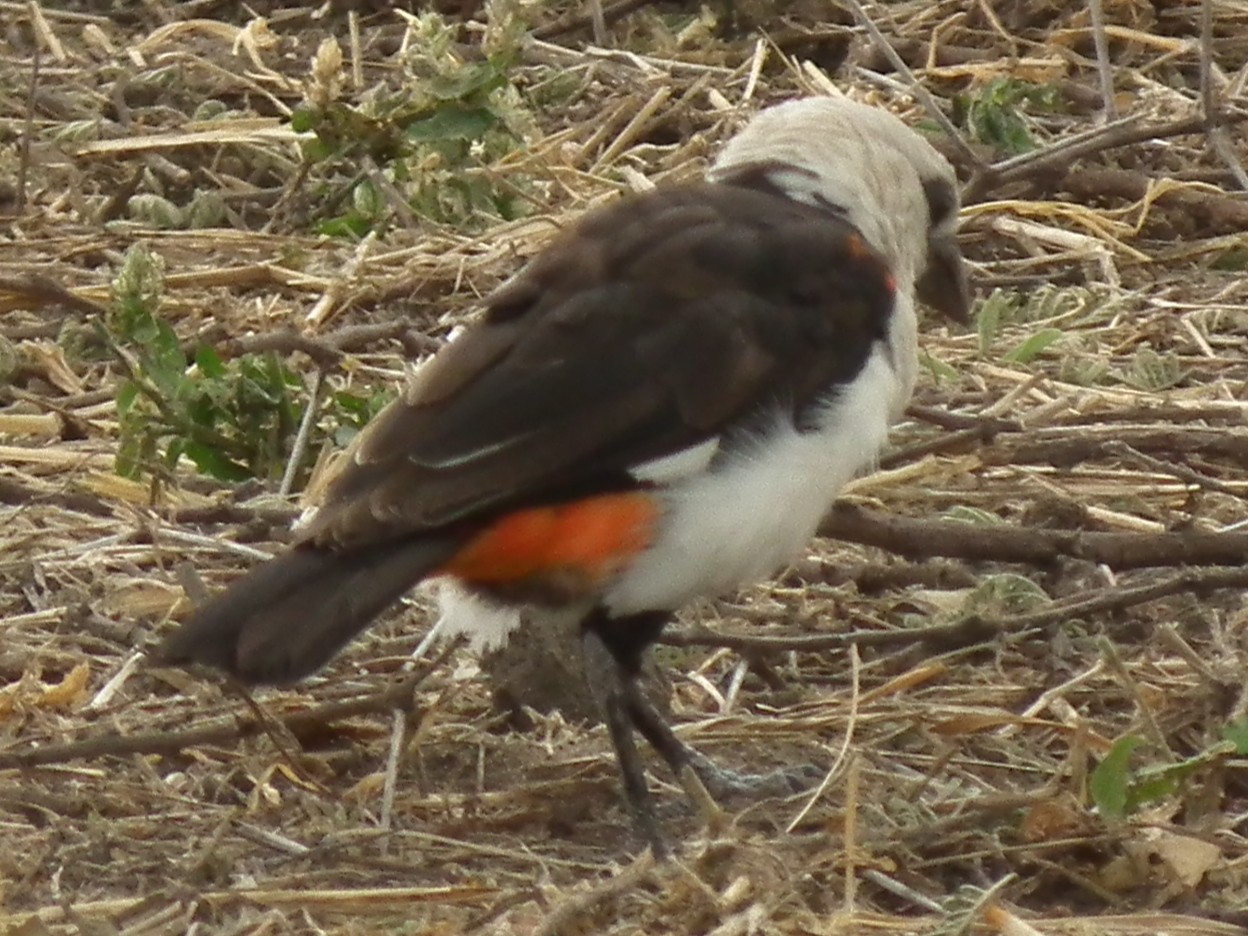 White-headed Buffalo Weaver (Dinemellia dinemelli)