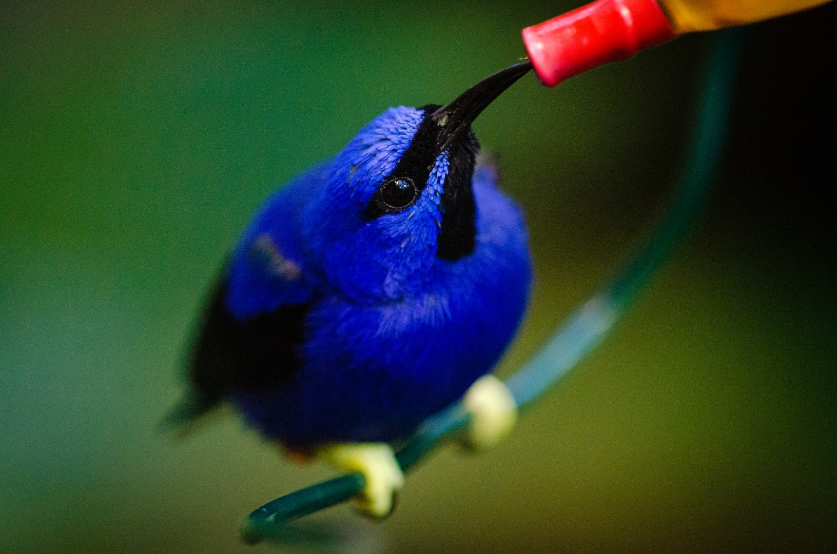 Azurnaschvogel (Cyanerpes lucidus)