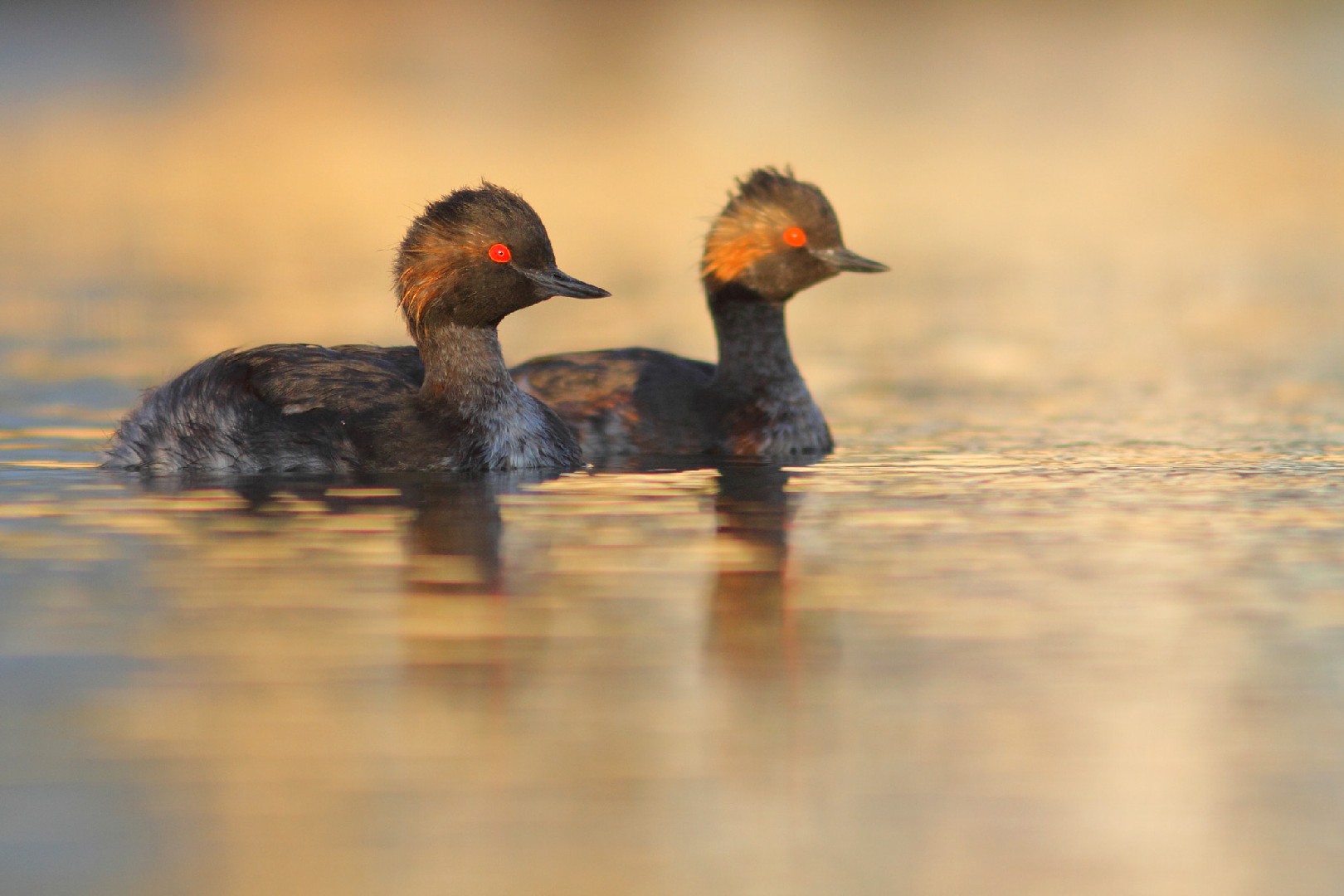 Podiceps nigricollis nigricollis (Podiceps nigricollis nigricollis)