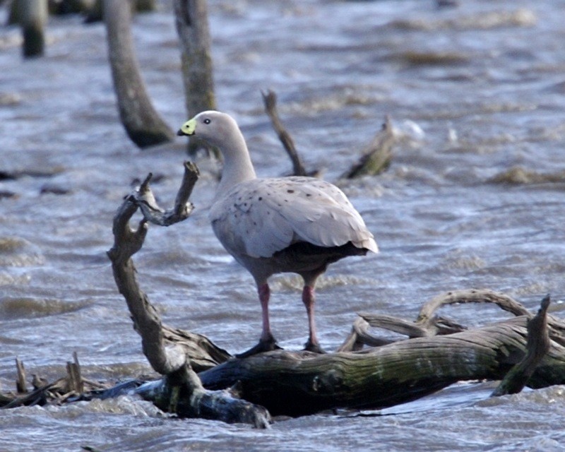 Cape Barren Goose (Cereopsis novaehollandiae)