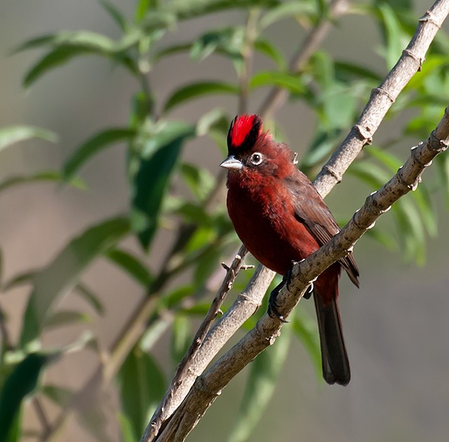 Araguira rougeâtre (Coryphospingus cucullatus)