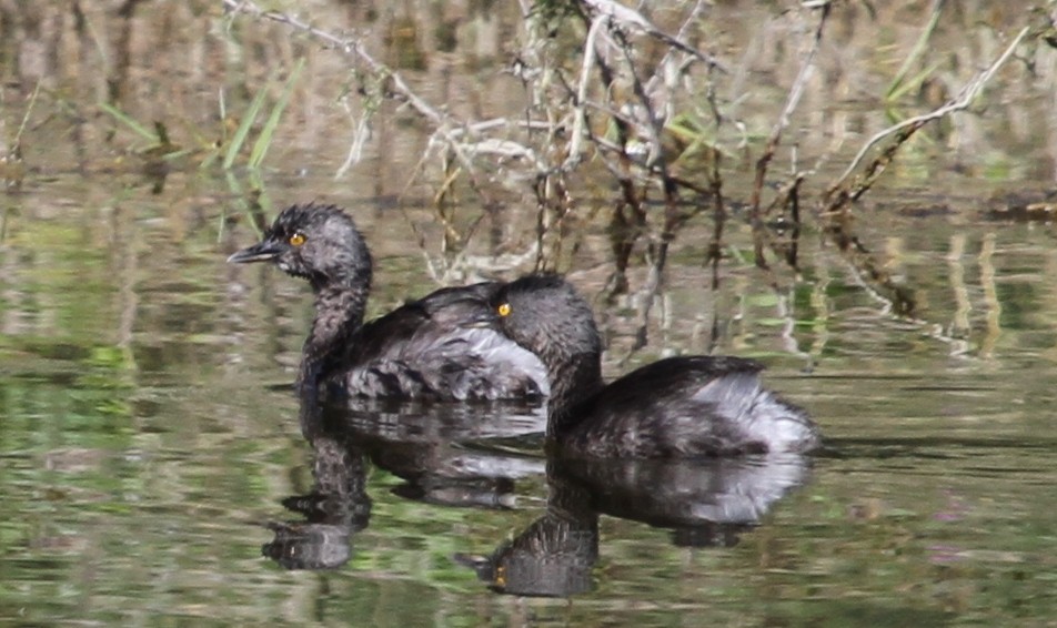 Южноамериканская поганка (Tachybaptus dominicus)