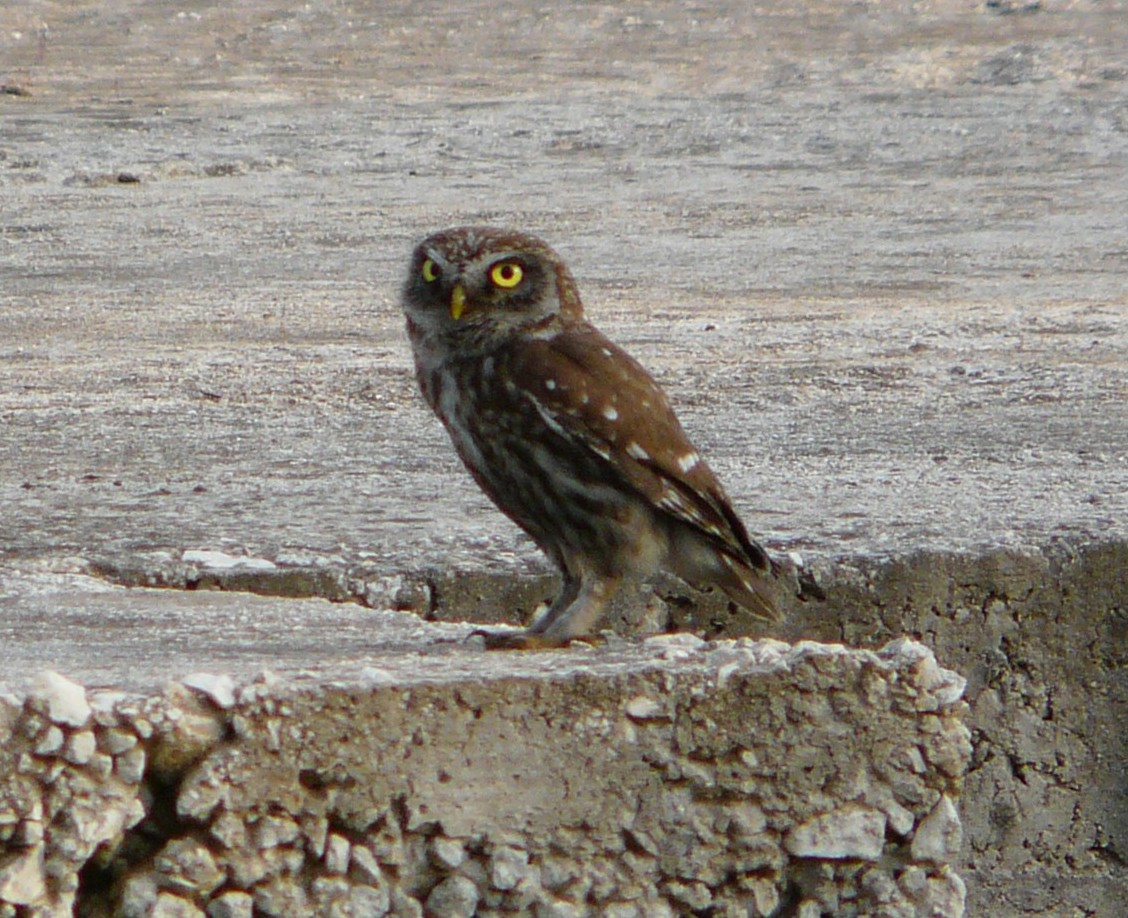 Mocho-galego (Athene noctua)