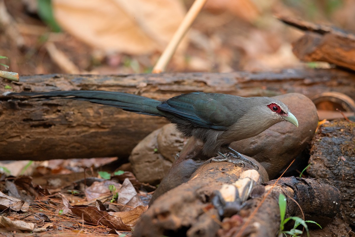 Green-billed Malkoha (Phaenicophaeus tristis)