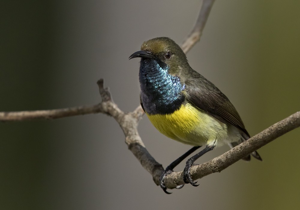 Gulf Of Guinea and Reichenbach'S Sunbirds (Anabathmis)