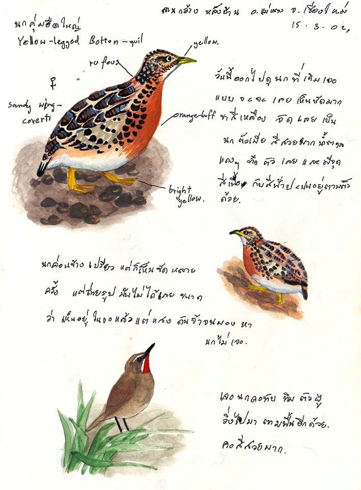 Yellow-legged Buttonquail (Turnix tanki)