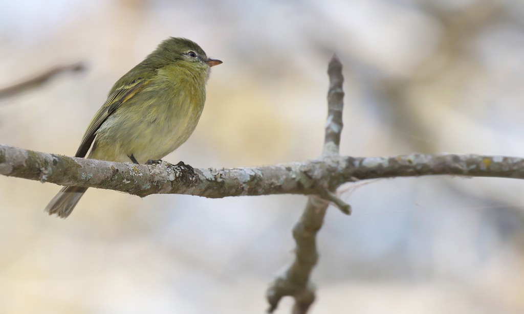 Short-billed Tyrannulets (Phyllomyias)