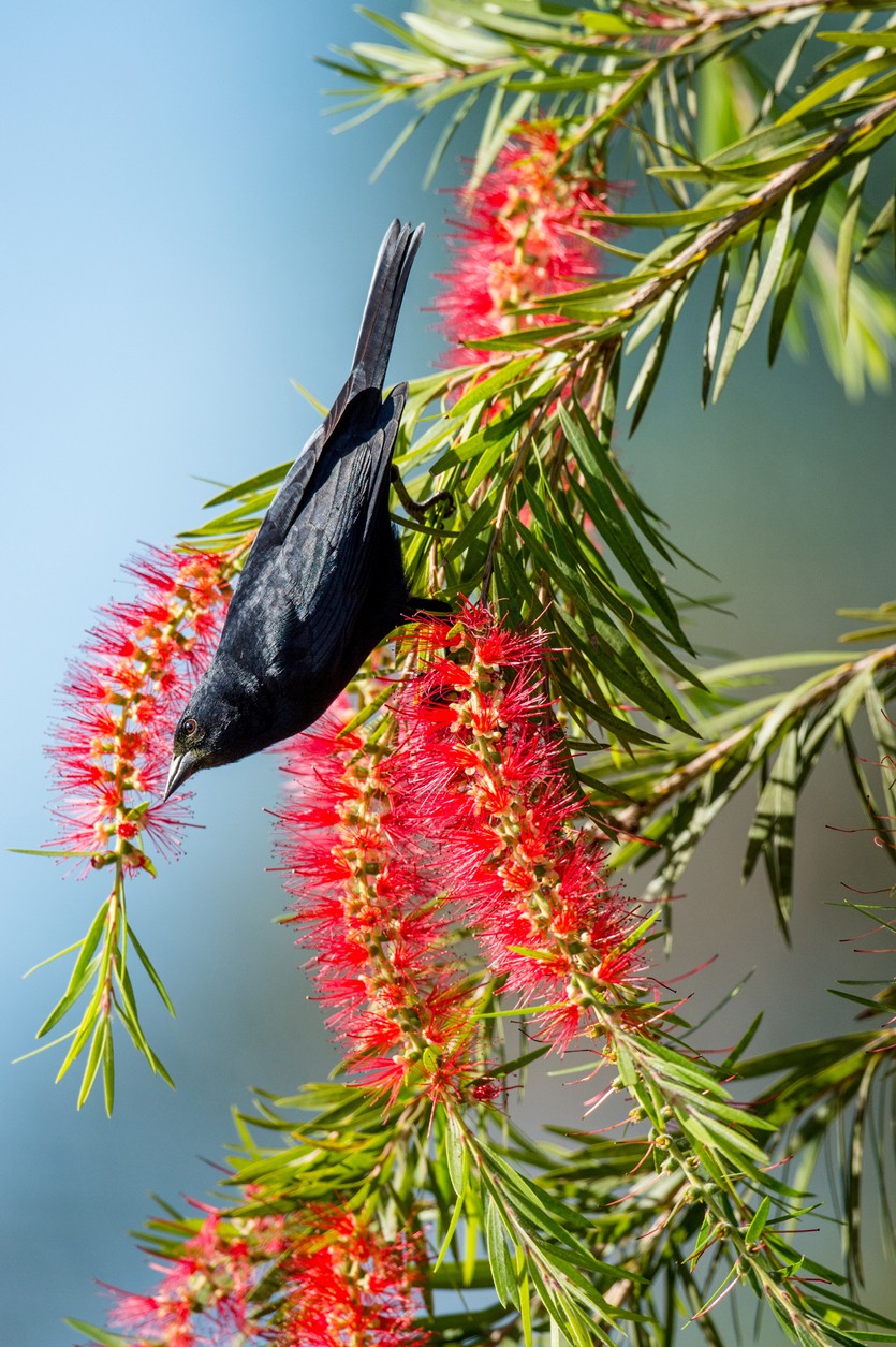 Cuban Blackbird (Ptiloxena atroviolacea)