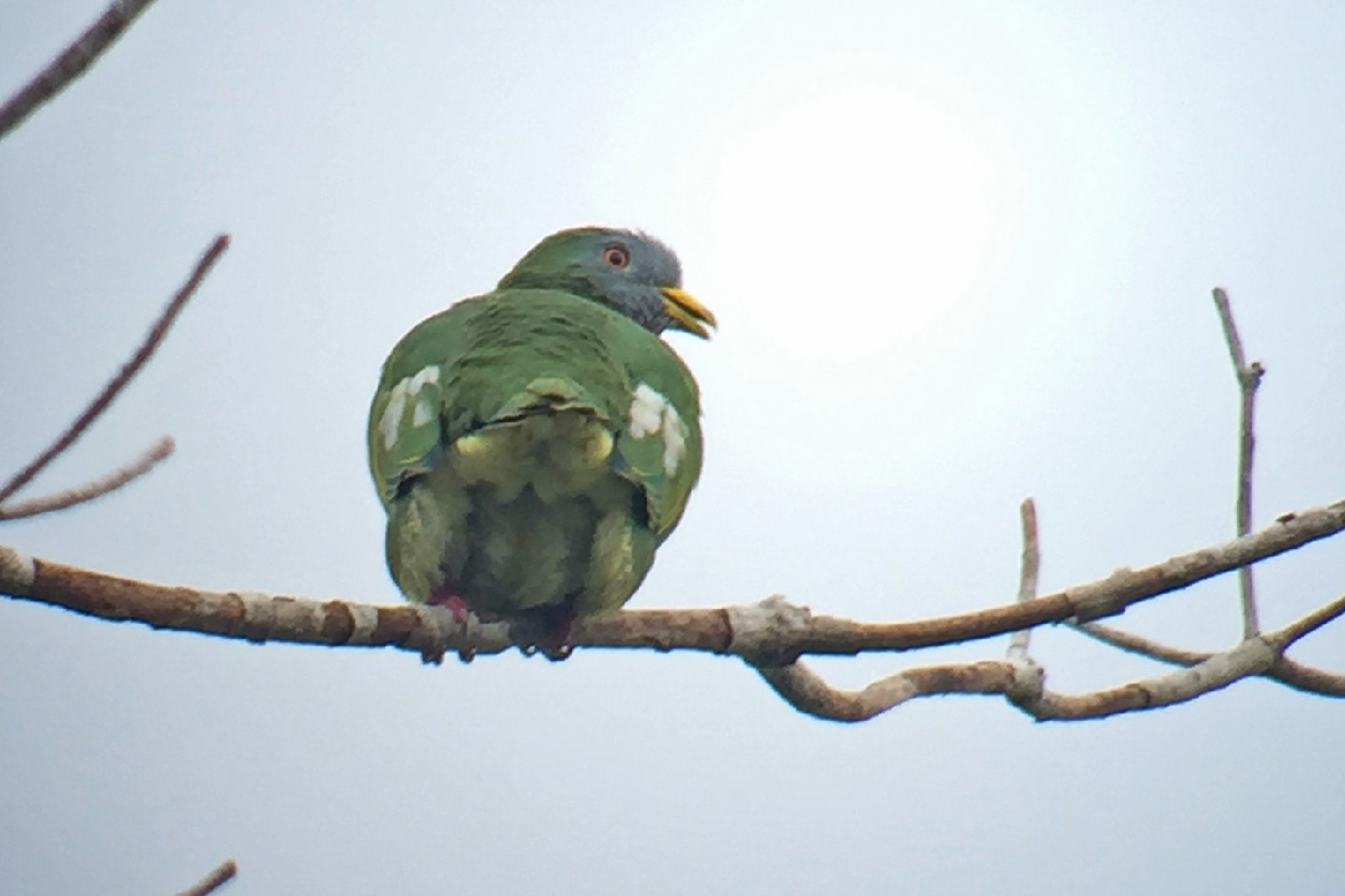 Rotlatz-Fruchttaube (Ptilinopus viridis)