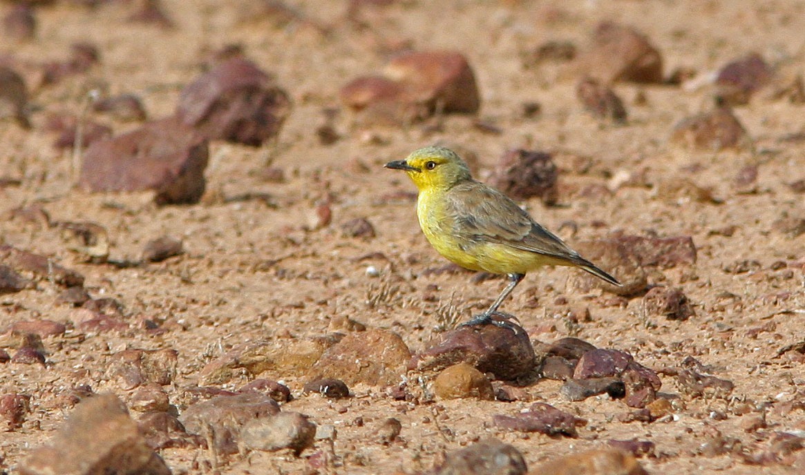 Gibberbird (Ashbyia)